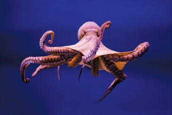 une pieuvre/الأخطبوط