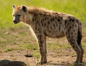la hyène/ضبع