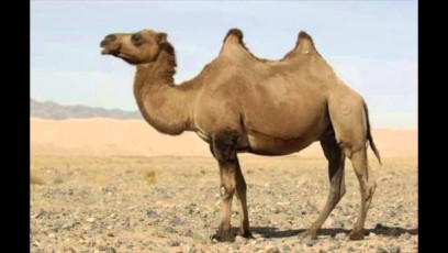un chameau
