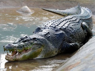 un crocodile