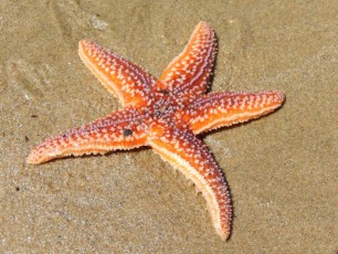 une étoile de mer
