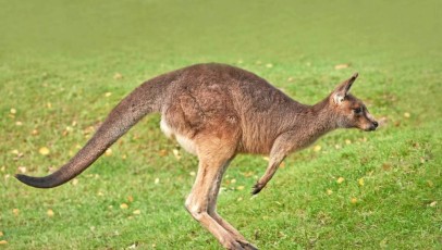 un kangourou