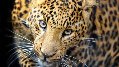 un léopard