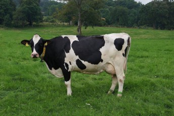 une vache