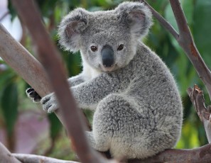 un koala