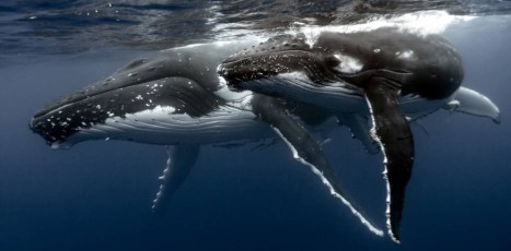 une baleine