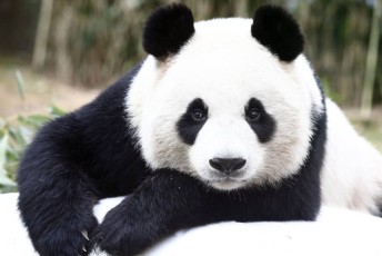 un panda