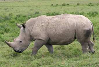 un rhinocéros