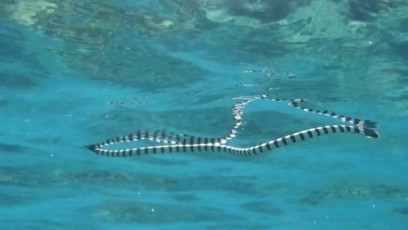 un serpent de mer